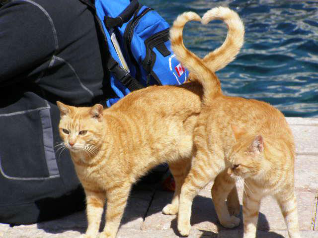 formato de coração gatos com cauda timing perfeito
