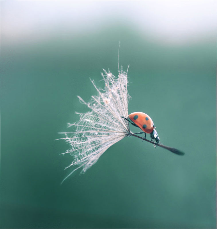 dandelion joaninha timing perfeito